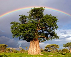 Сколько лет растет баобаб?